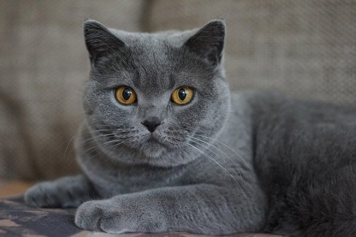 ¿Cuál Es El Color Favorito De Los Gatos?