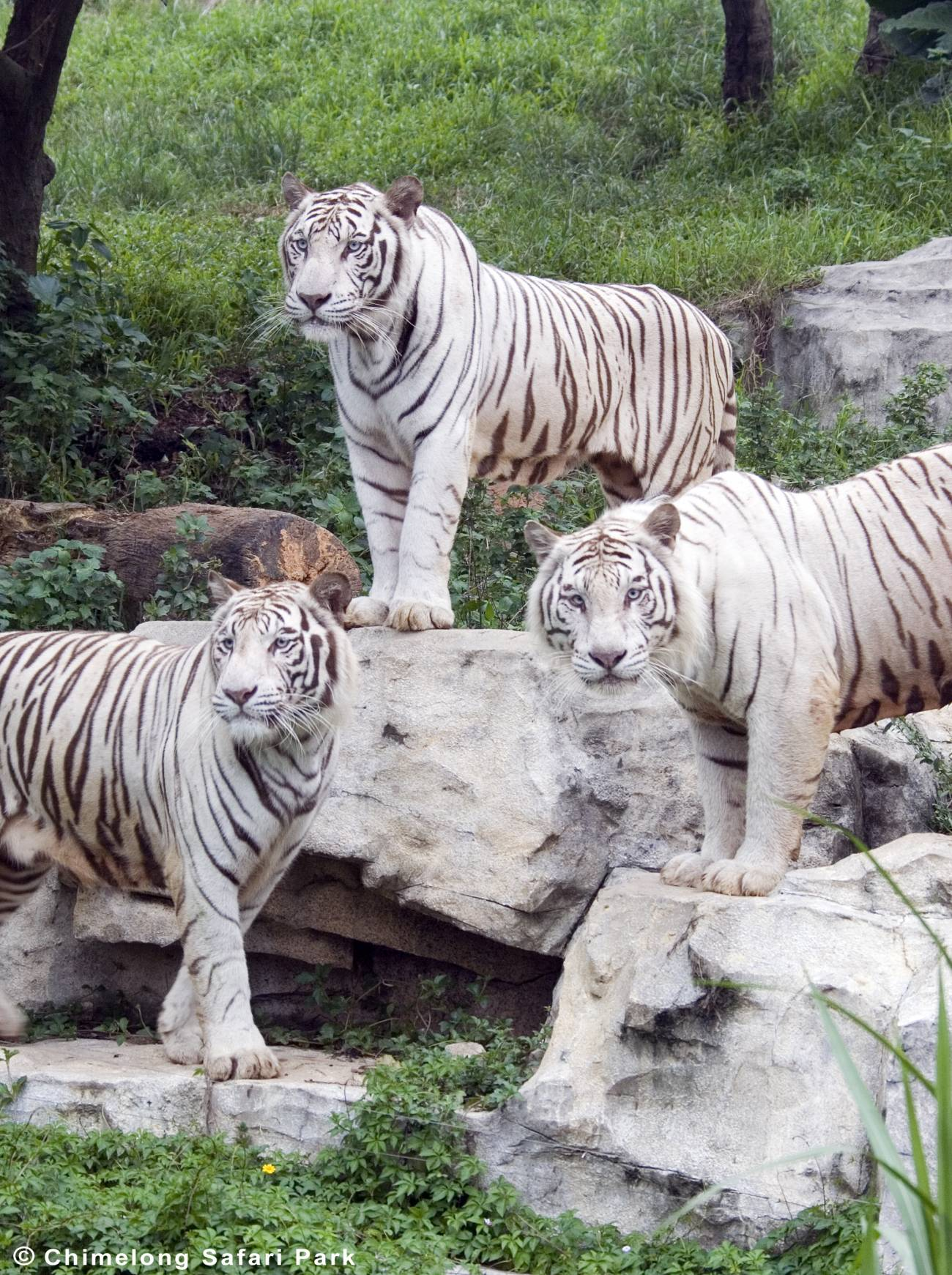 ¿Qué Significa Tigre Blanco?